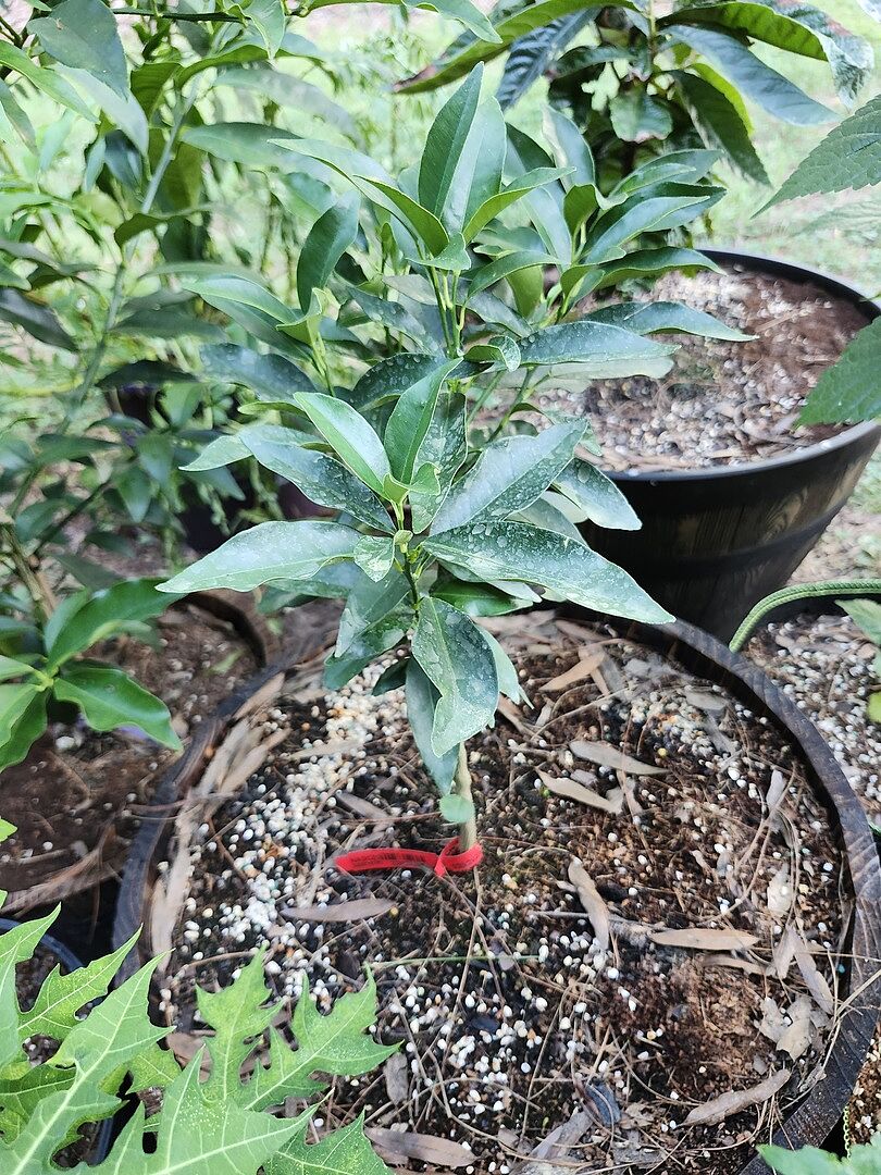 love this tree very much