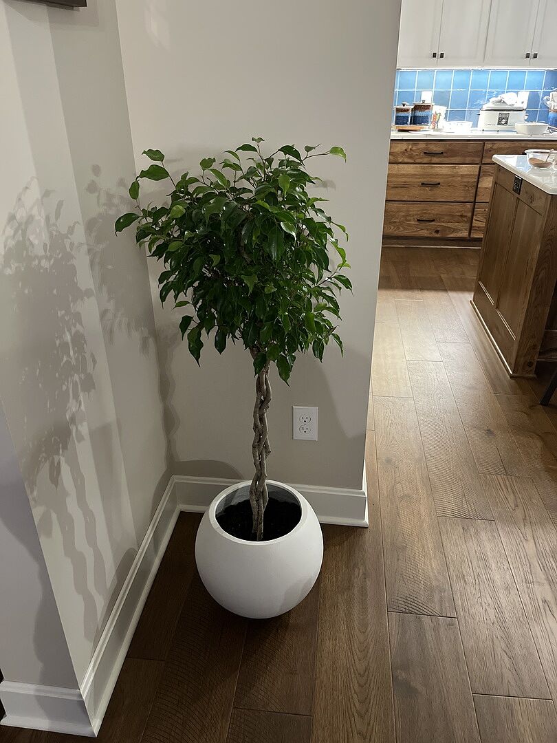 Our new Benjamin Ficus arrived