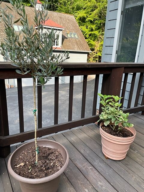 Thin but will hopefully fill out