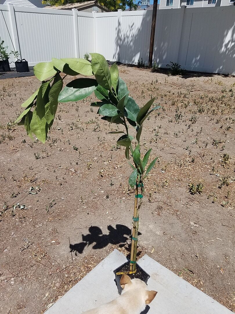 Well the package arrived as