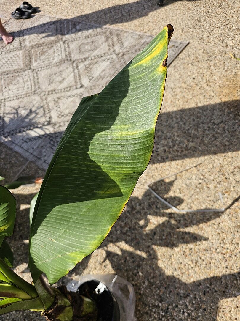 All leaves were split and