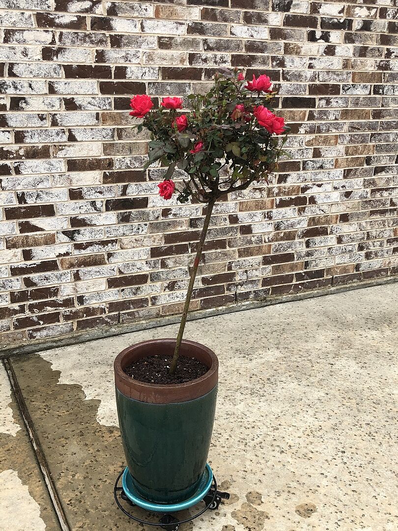 My previous tree got a