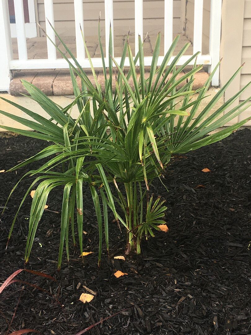 Love the pictures of the