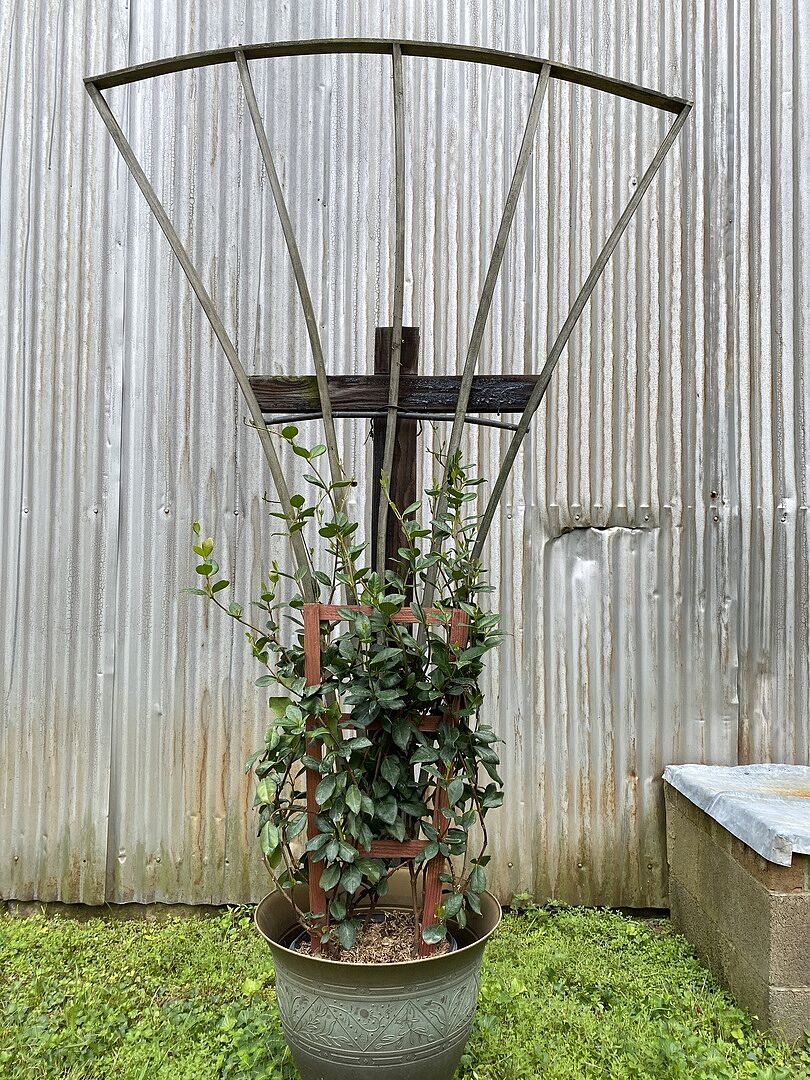 Star jasmine vine looks amazing!