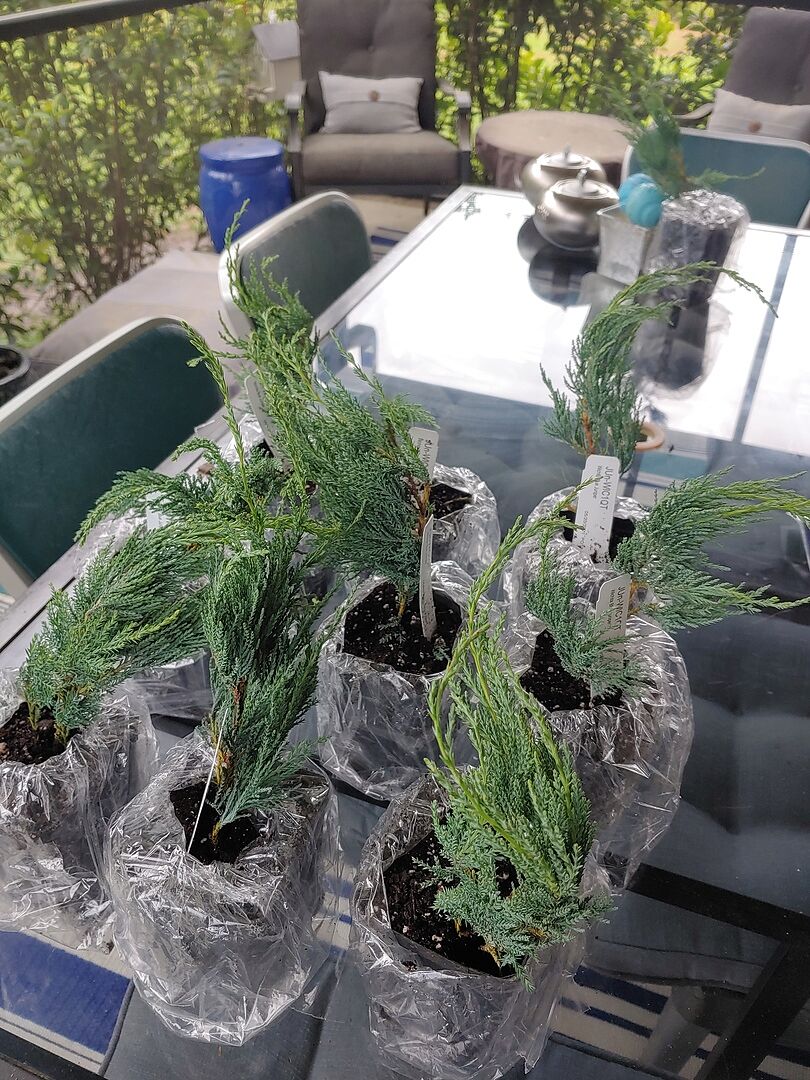 I love these trees once