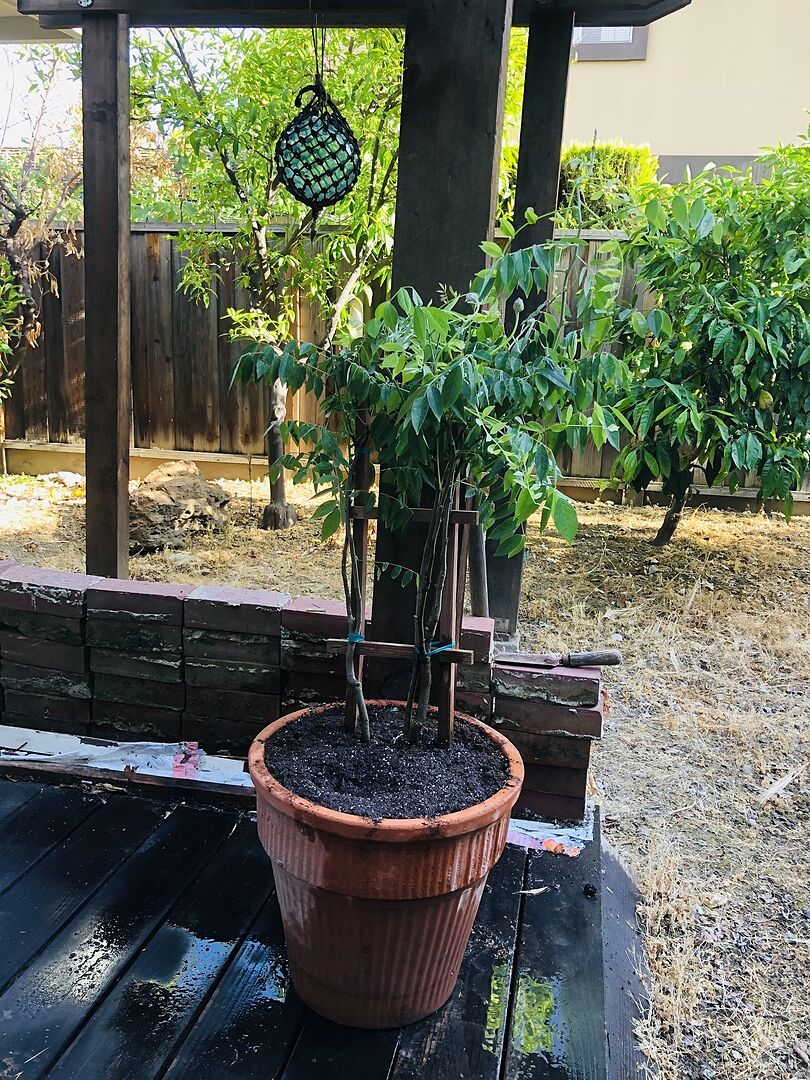 Healthy little vine!