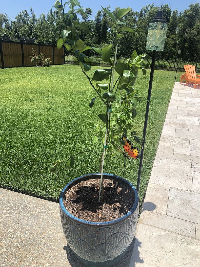 Tree came in looking great!