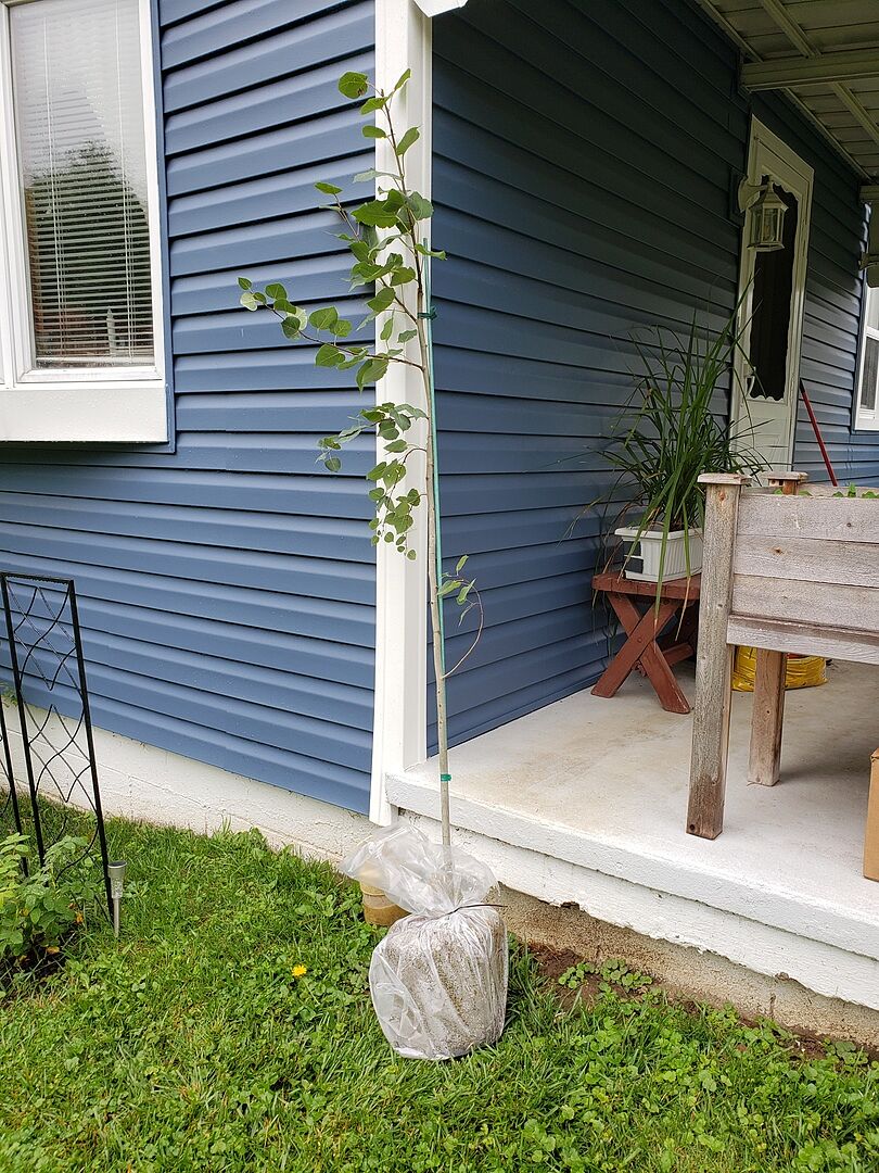 The tree arrived quickly and