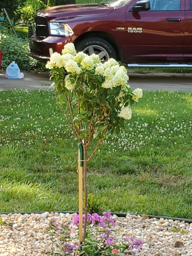 Beautiful tree with blooms. Great