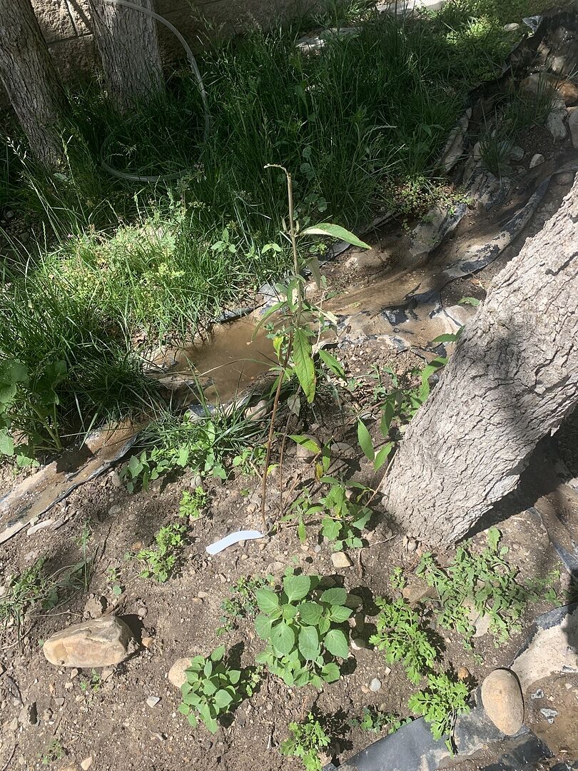 Black Knight Butterfly bush arrived