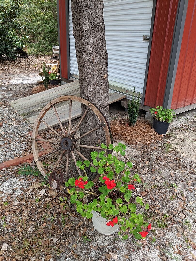 Sky Pencil Holly Tree