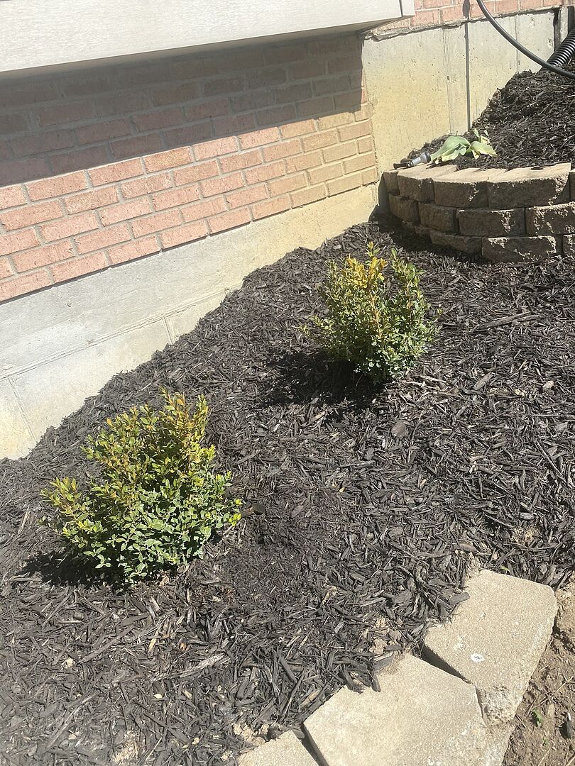 Nice! Arrived healthy and on time.