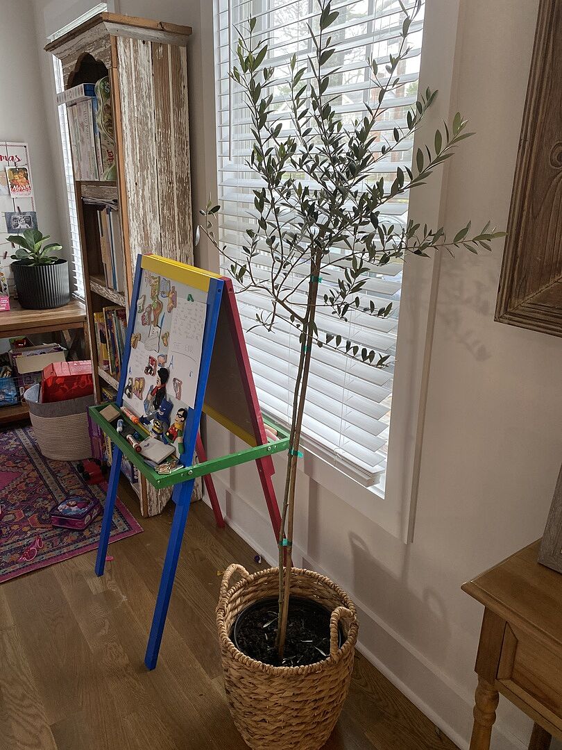 The condition of the tree