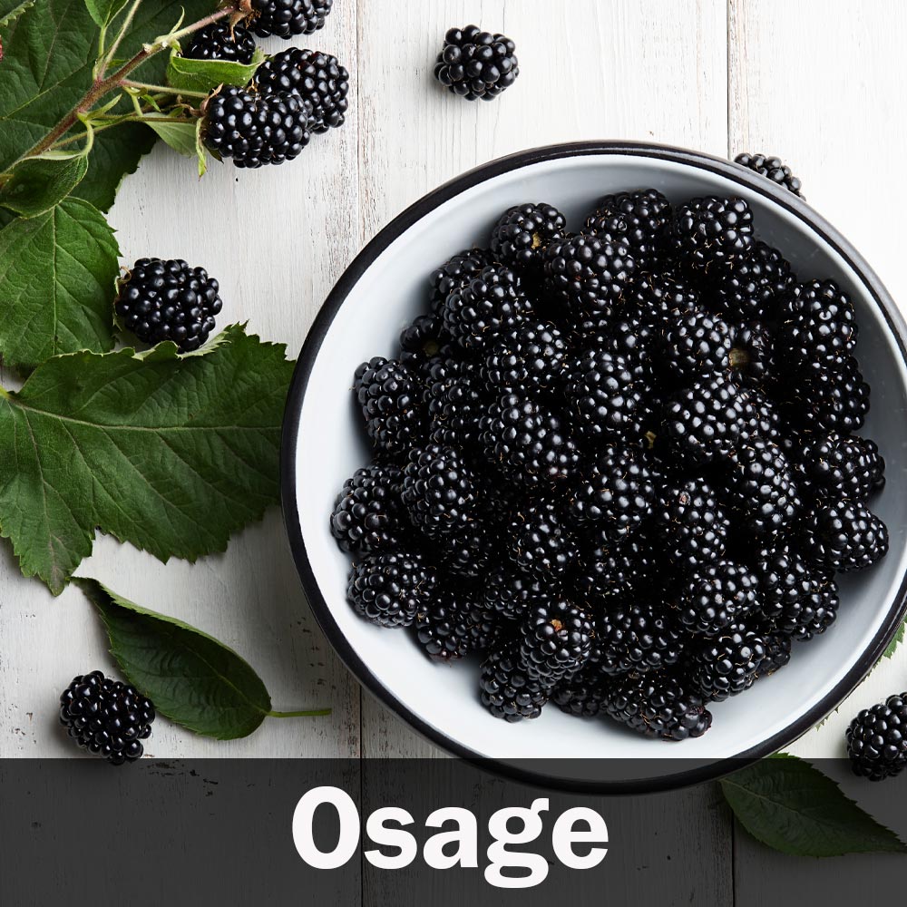 #5 - 3-in-1 Blackberry Bush