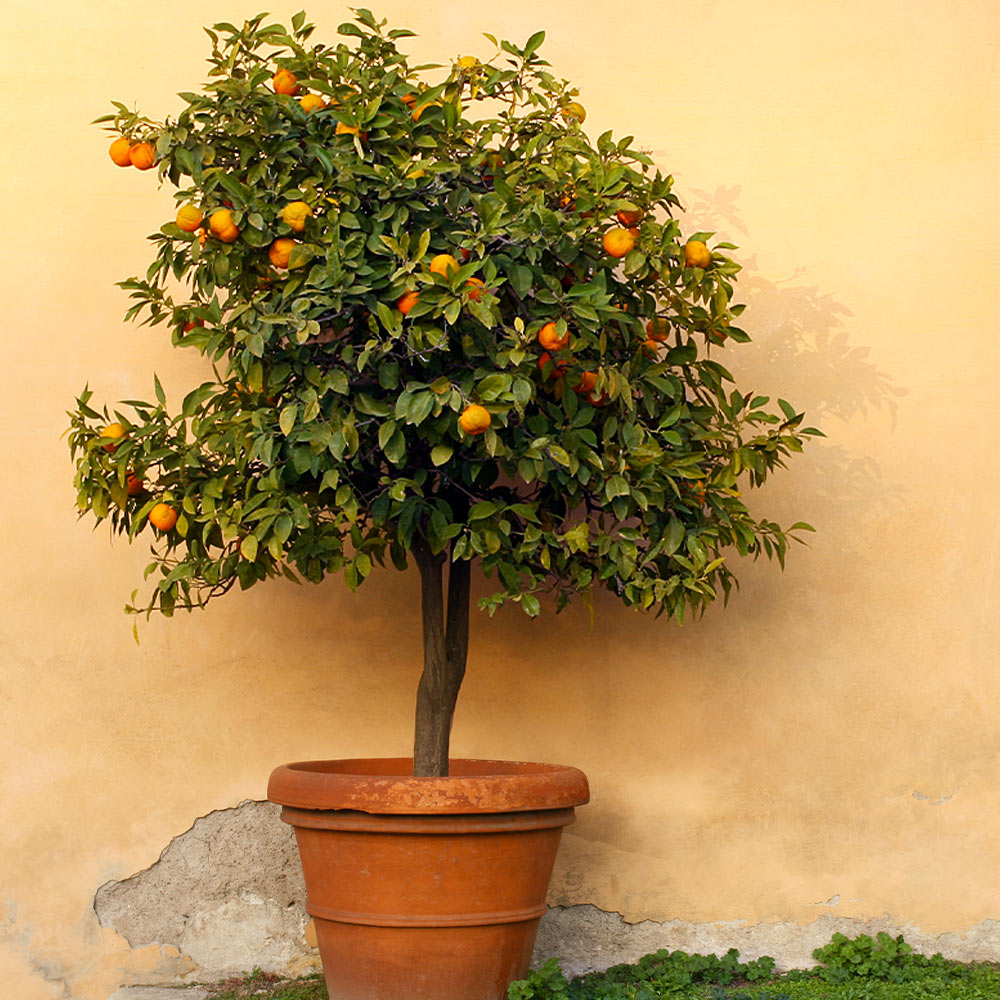 A photo of the Owari Satsuma Tree