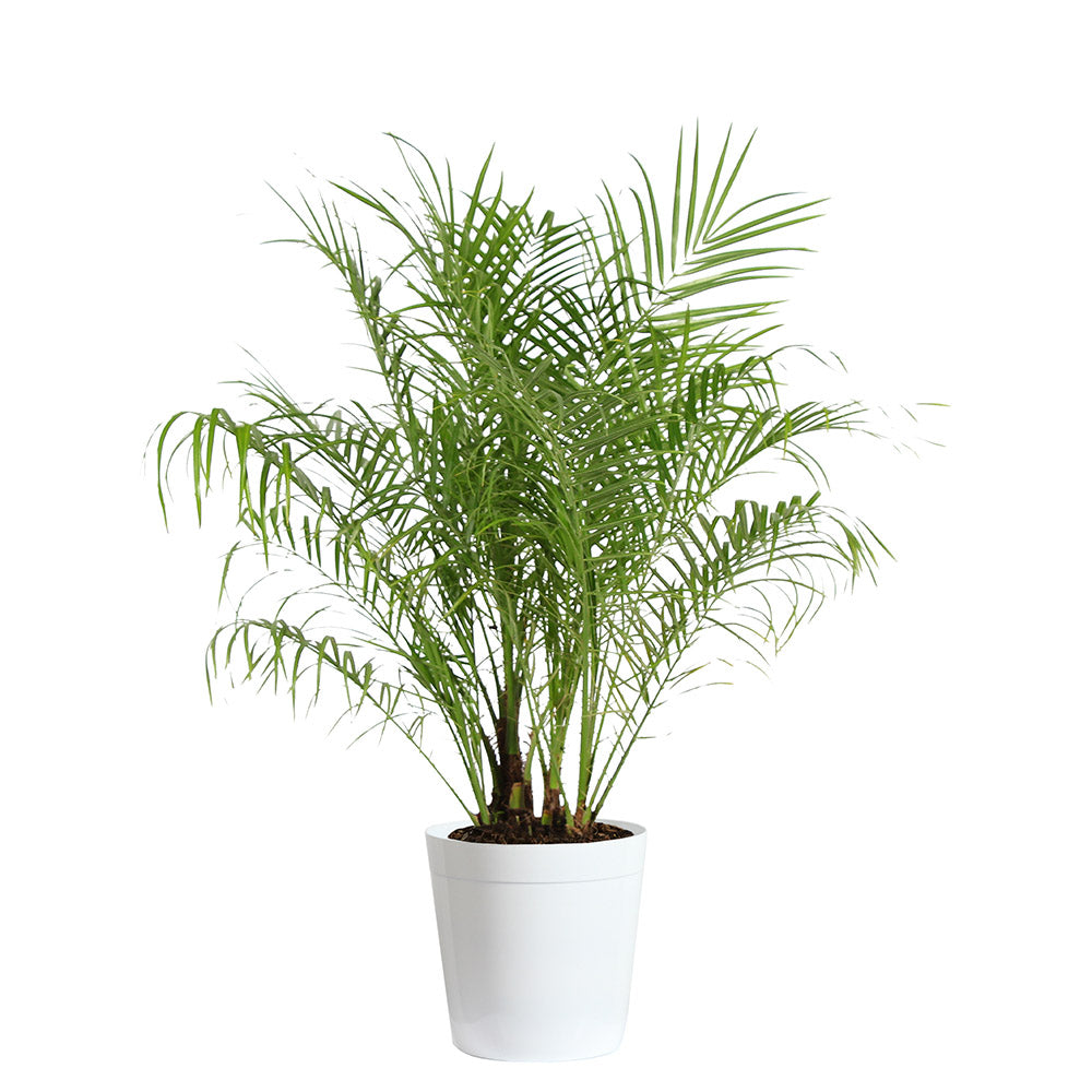 #5 - Pygmy Date Palm Tree