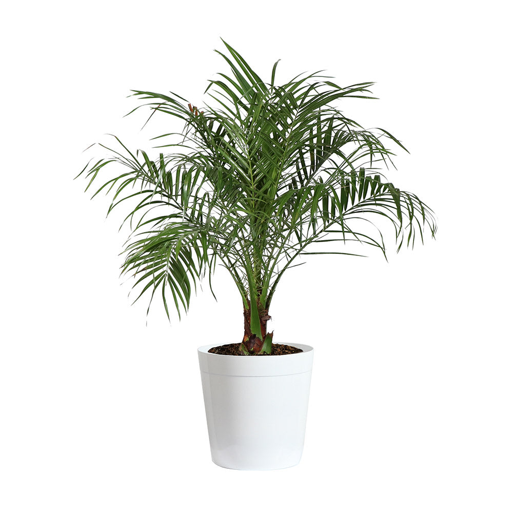 #6 - Pygmy Date Palm Tree