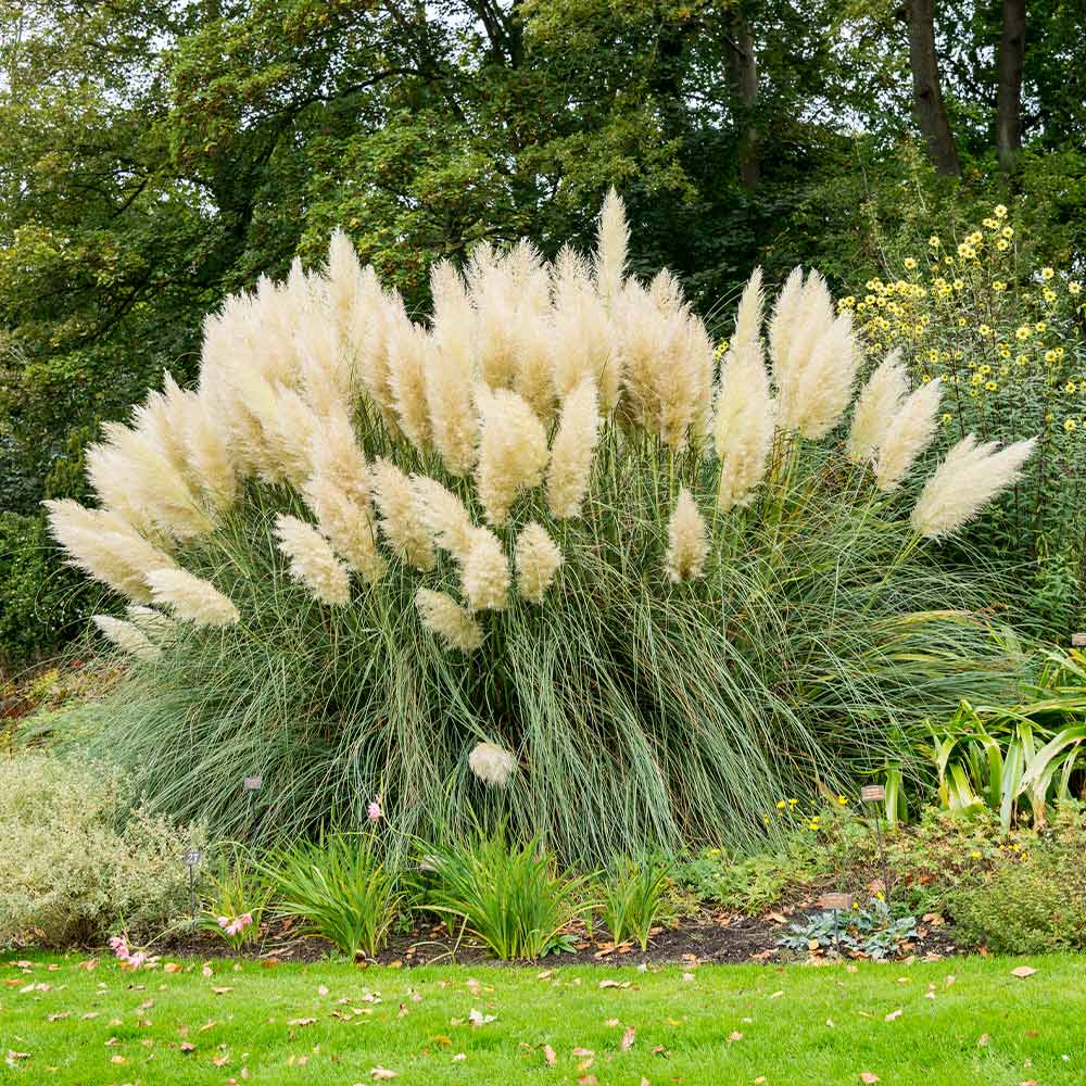 A photo of the Pampas Grass