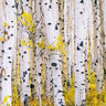 White Birch Tree