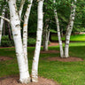 White Birch Tree