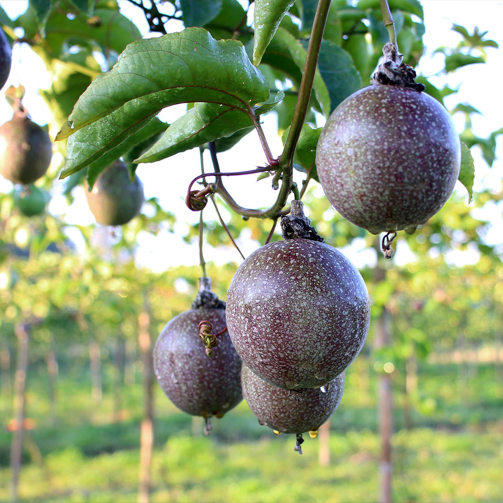 #5 - Passion Fruit Vine