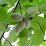 American Paw Paw Tree
