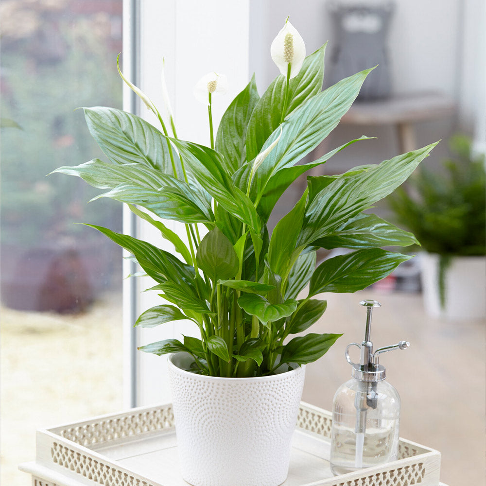 A photo of the Peace Lily