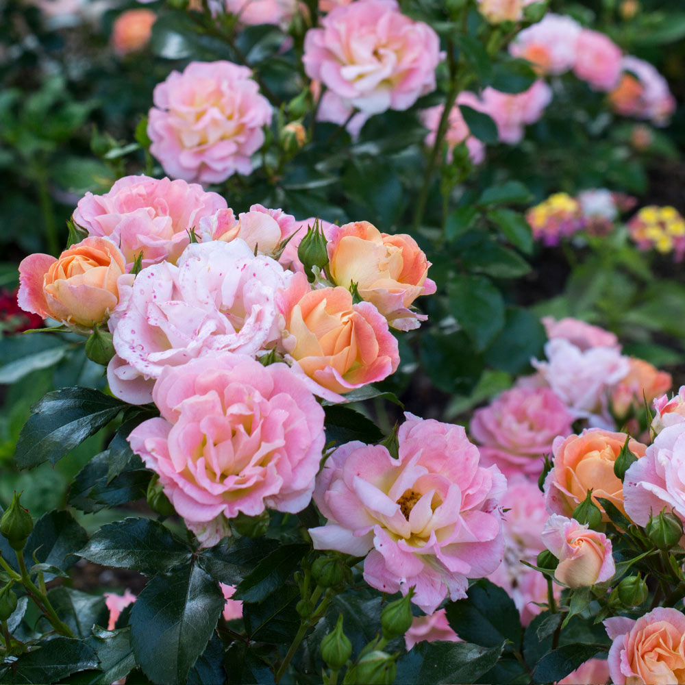A photo of the Peach Drift® Rose