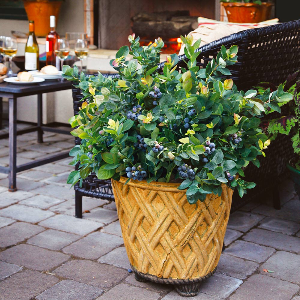 #5 - Bushel and Berry® Blueberry Peach Sorbet Plant