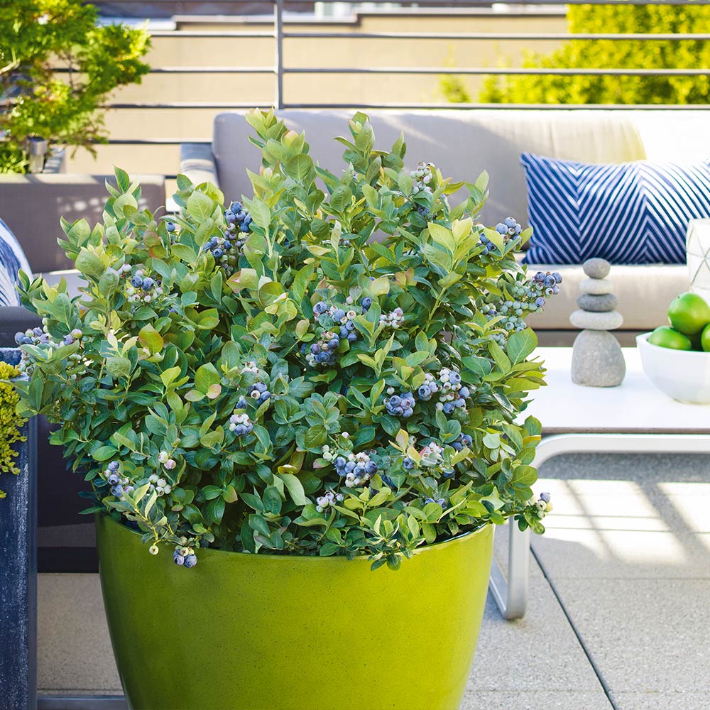 A photo of the Bushel and Berry® Blueberry Peach Sorbet Plant