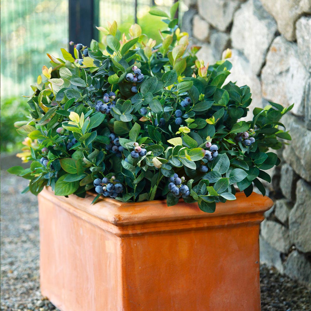 #4 - Bushel and Berry® Blueberry Peach Sorbet Plant