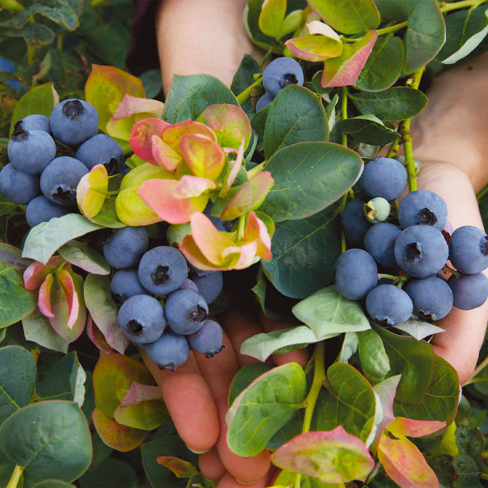 #2 - Bushel and Berry® Blueberry Peach Sorbet Plant