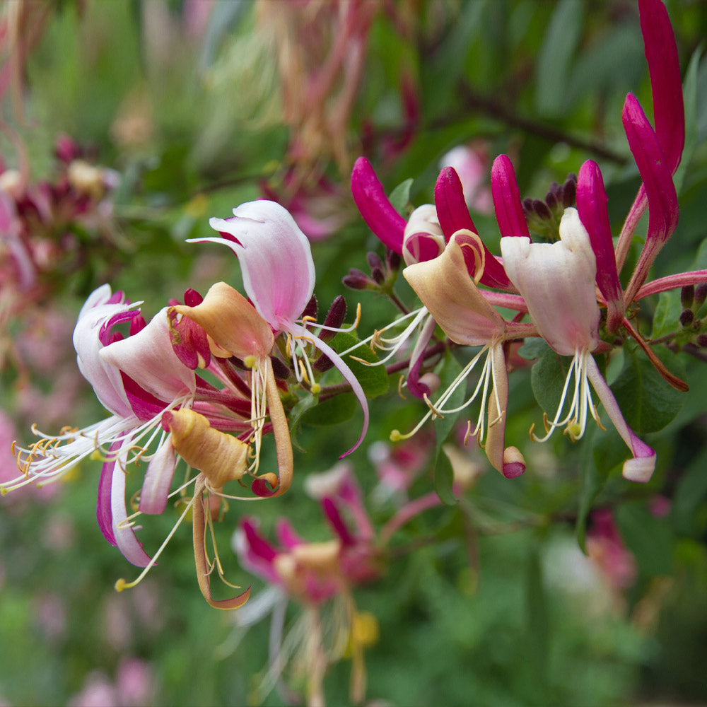 A photo of the Peaches & Cream Honeysuckle Vine