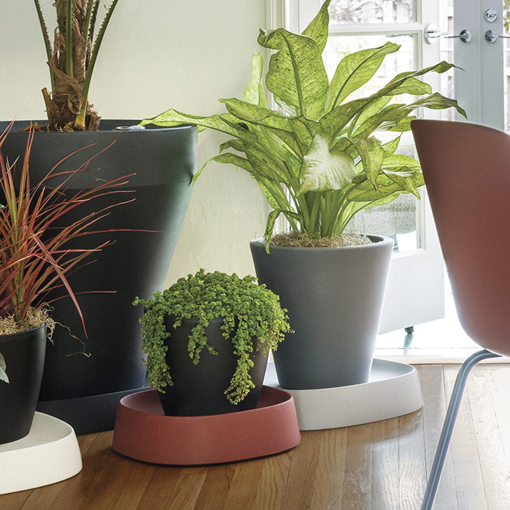 #4 - Pebble Plant Caddy