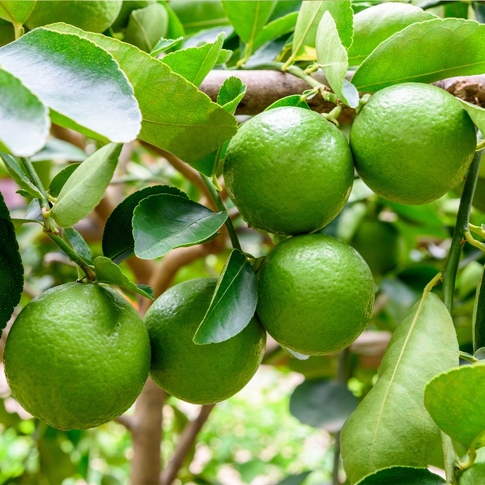 #5 - Persian Lime Tree
