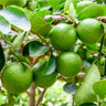 Persian Lime Tree