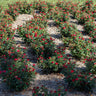 Petite Knock Out® Rose Shrub