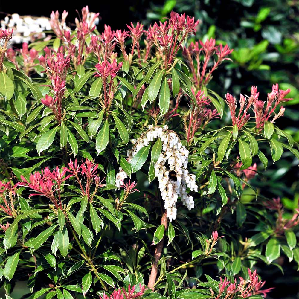 Pieris Mountain Fire Plant