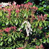 Pieris Mountain Fire Plant