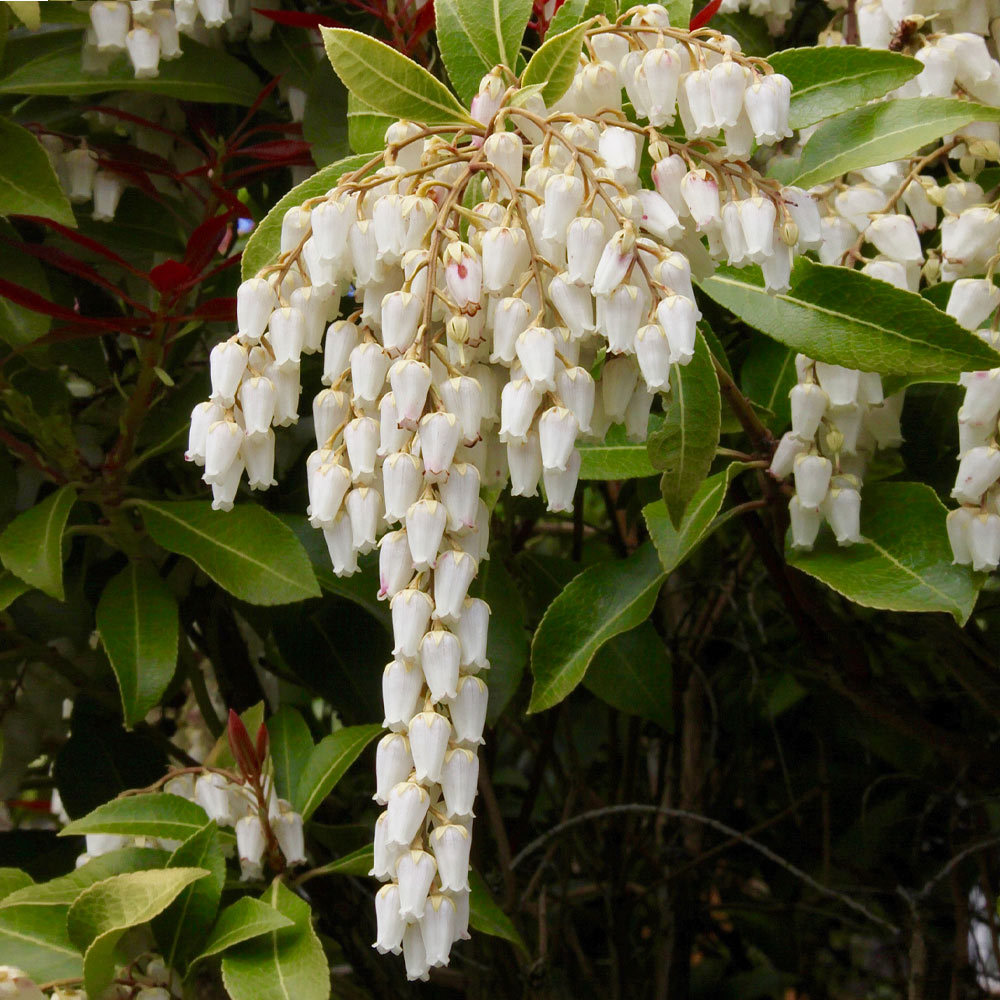 #3 - Pieris Mountain Fire Plant