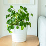 Pilea peperomioides (Pancake Plant)