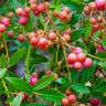 Pink Lemonade Blueberry Plant