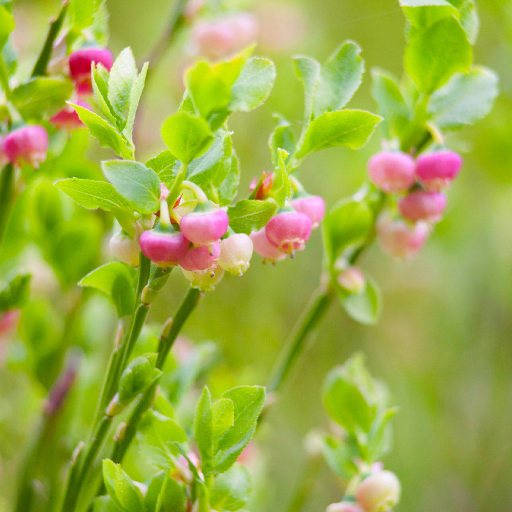 #3 - Pink Lemonade Blueberry Plant