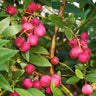 Pink Lemonade Blueberry Plant