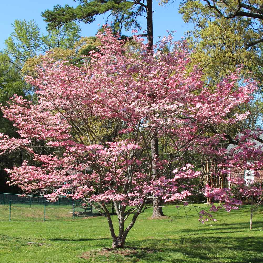 #2 - Pink Dogwood Tree
