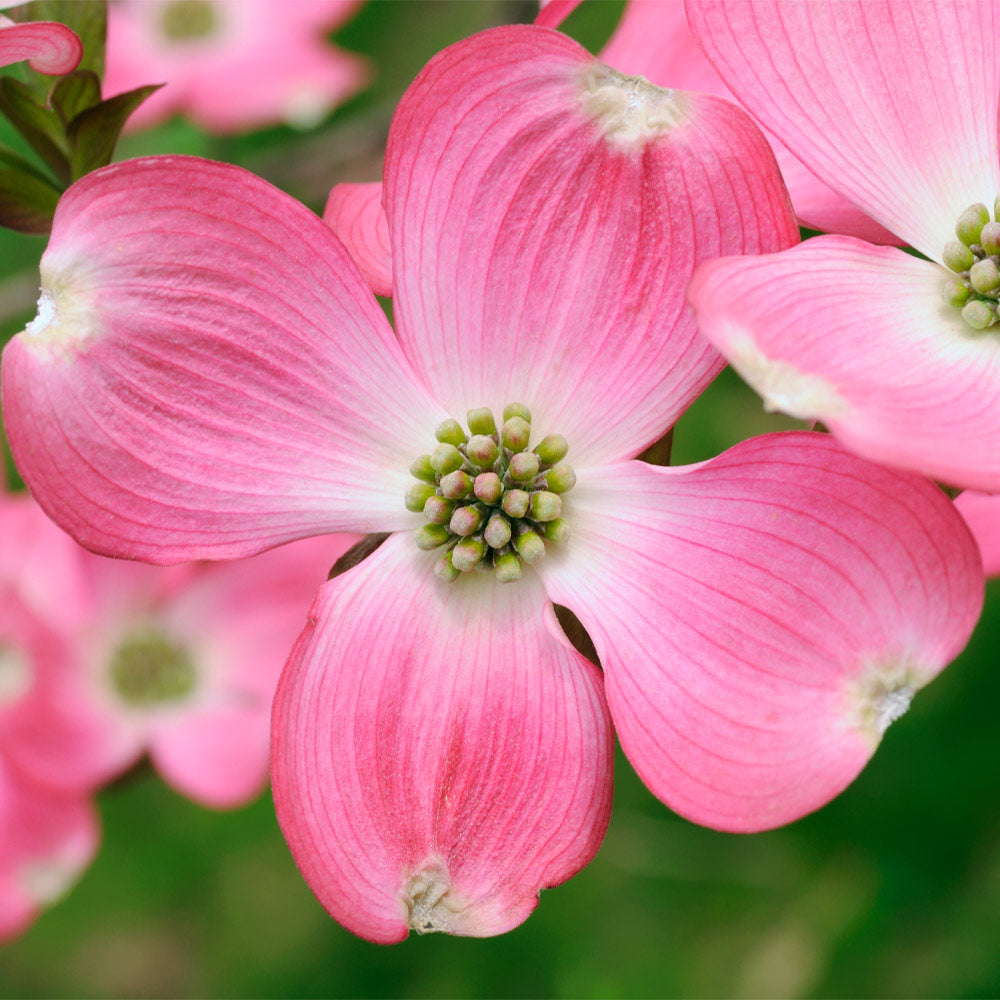 Pink Dogwood Tree