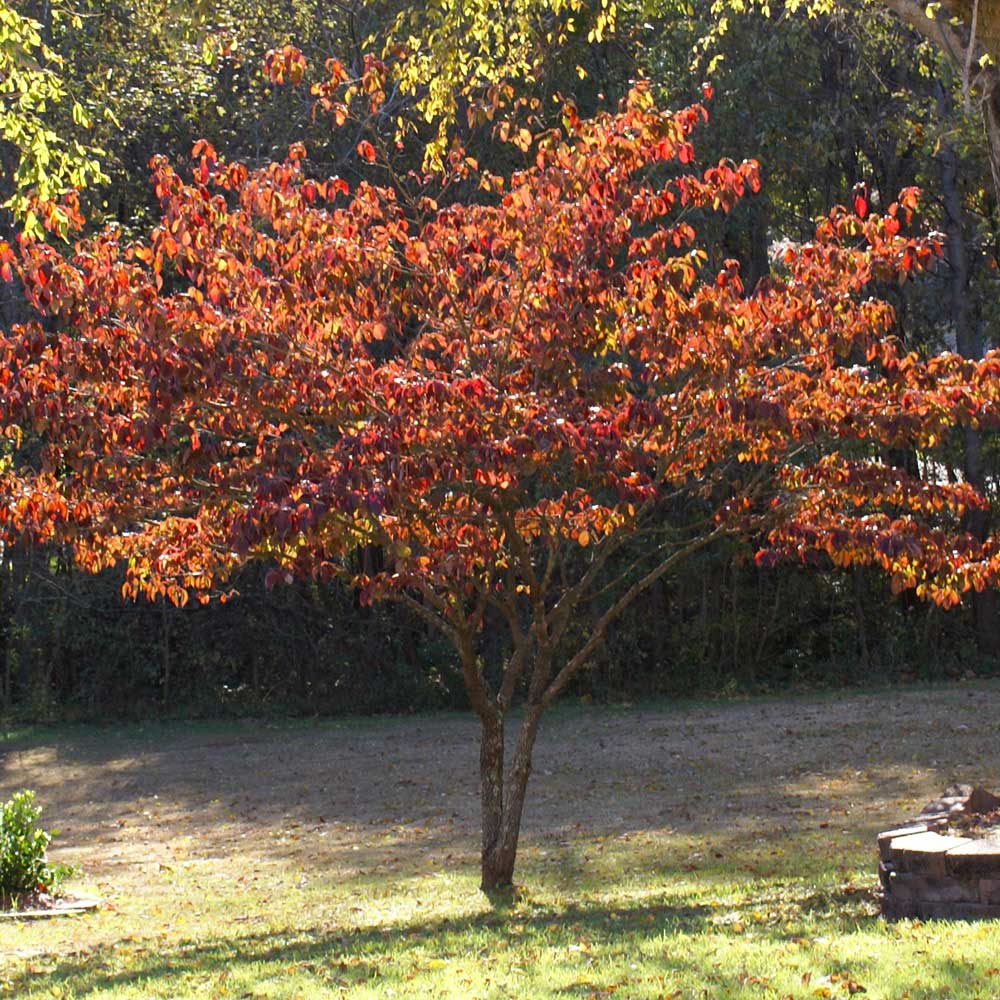 #3 - Pink Dogwood Tree