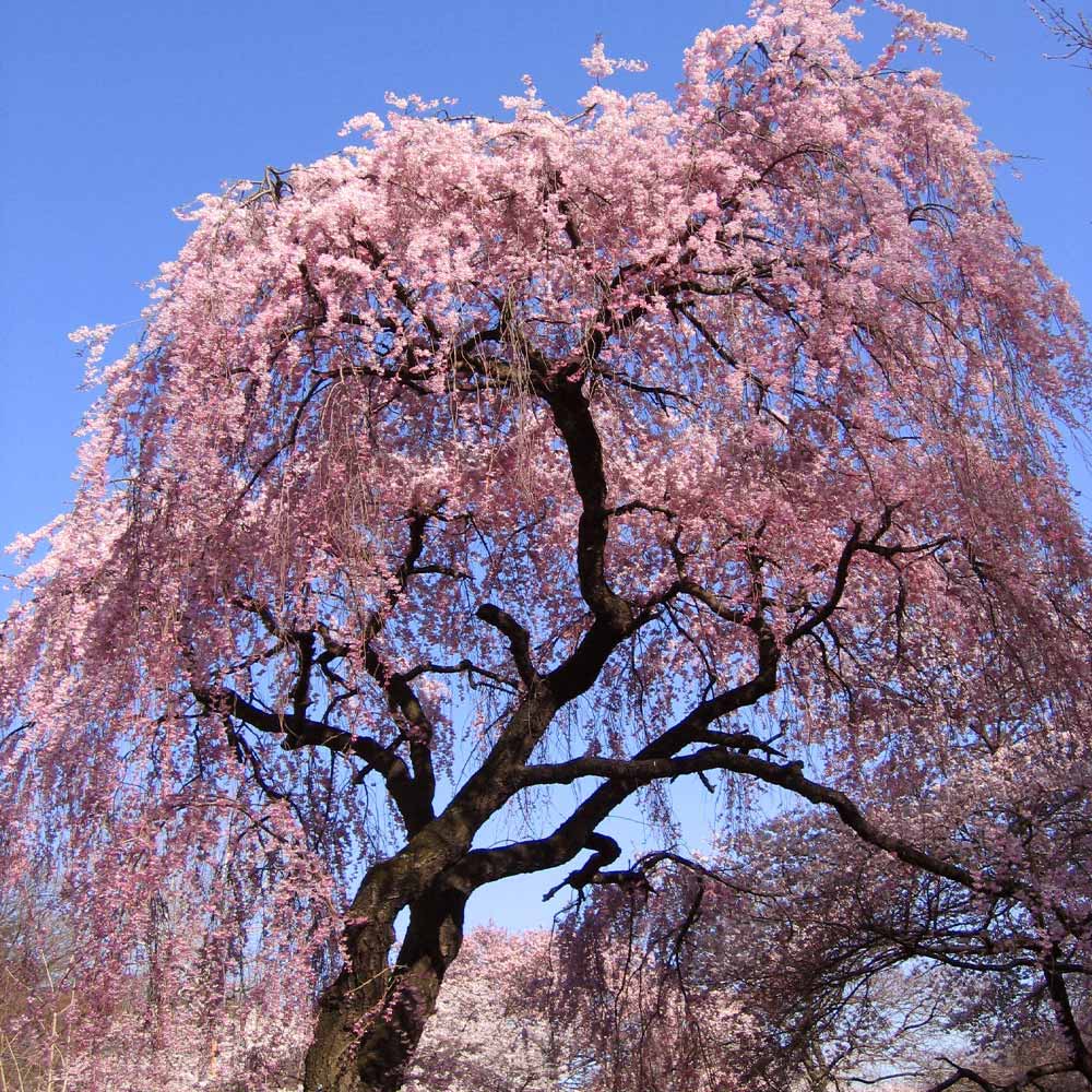#1 - Pink Weeping Cherry Tree
