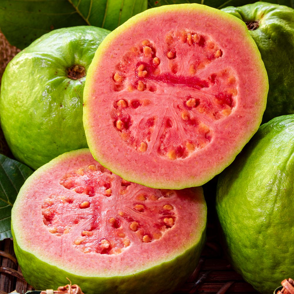 #3 - Tropical Pink Guava Tree