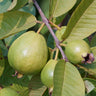 Tropical Pink Guava Tree